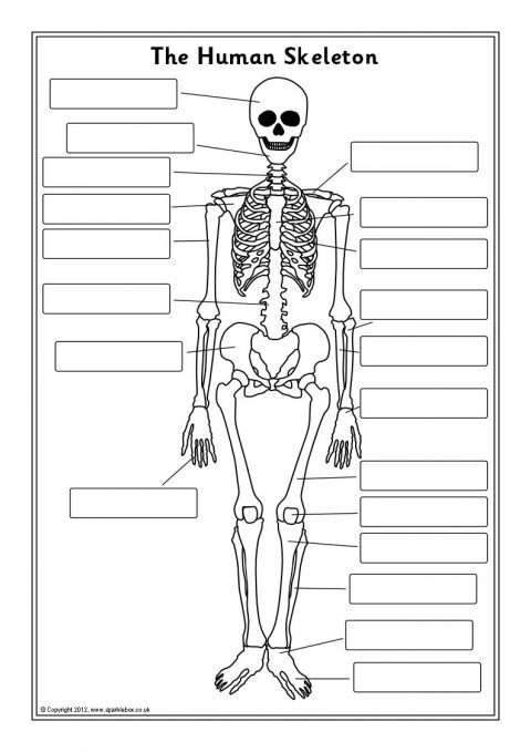 Printable Skeleton Labeling Worksheet 18