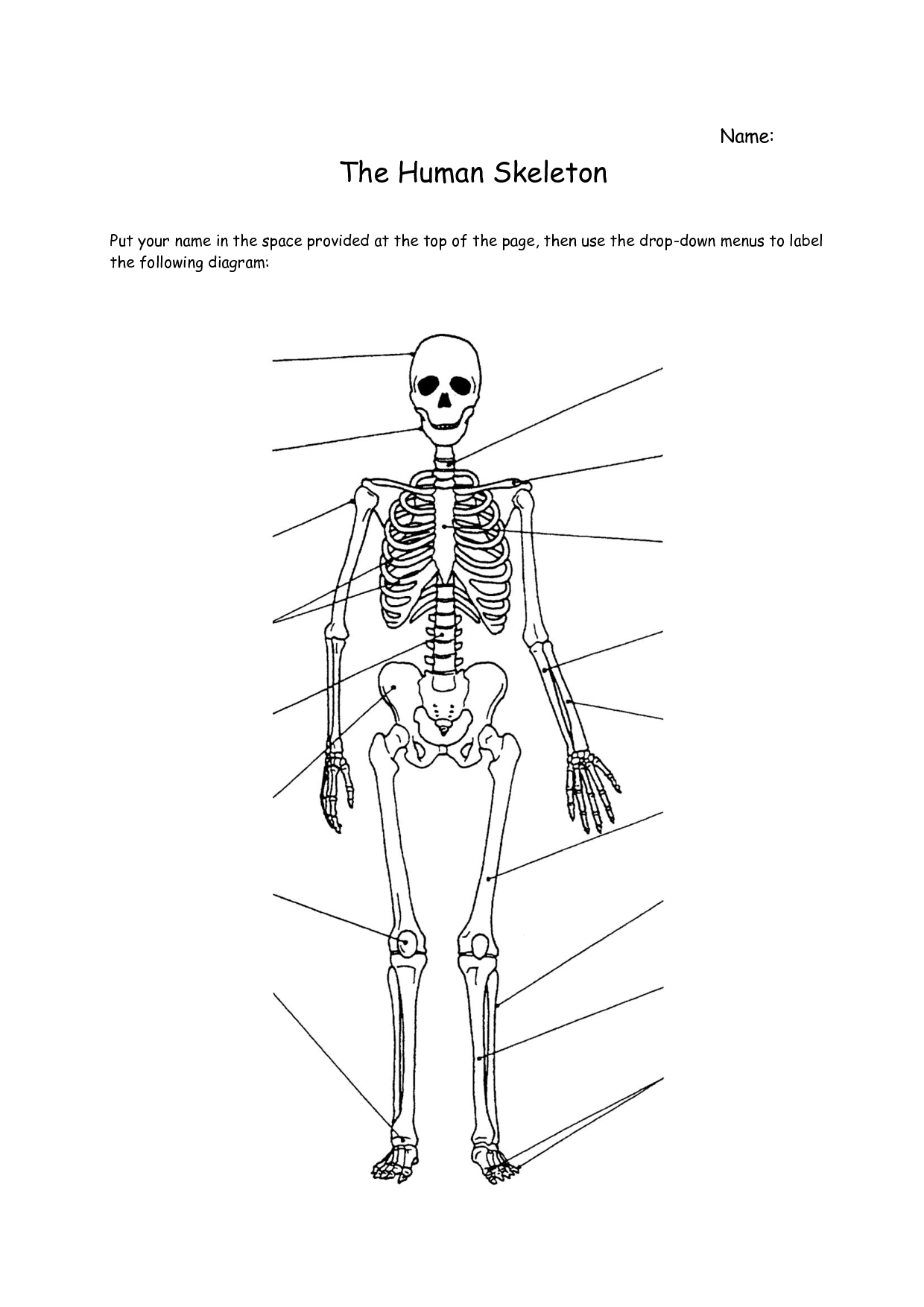 Printable Skeleton Labeling Worksheet 21