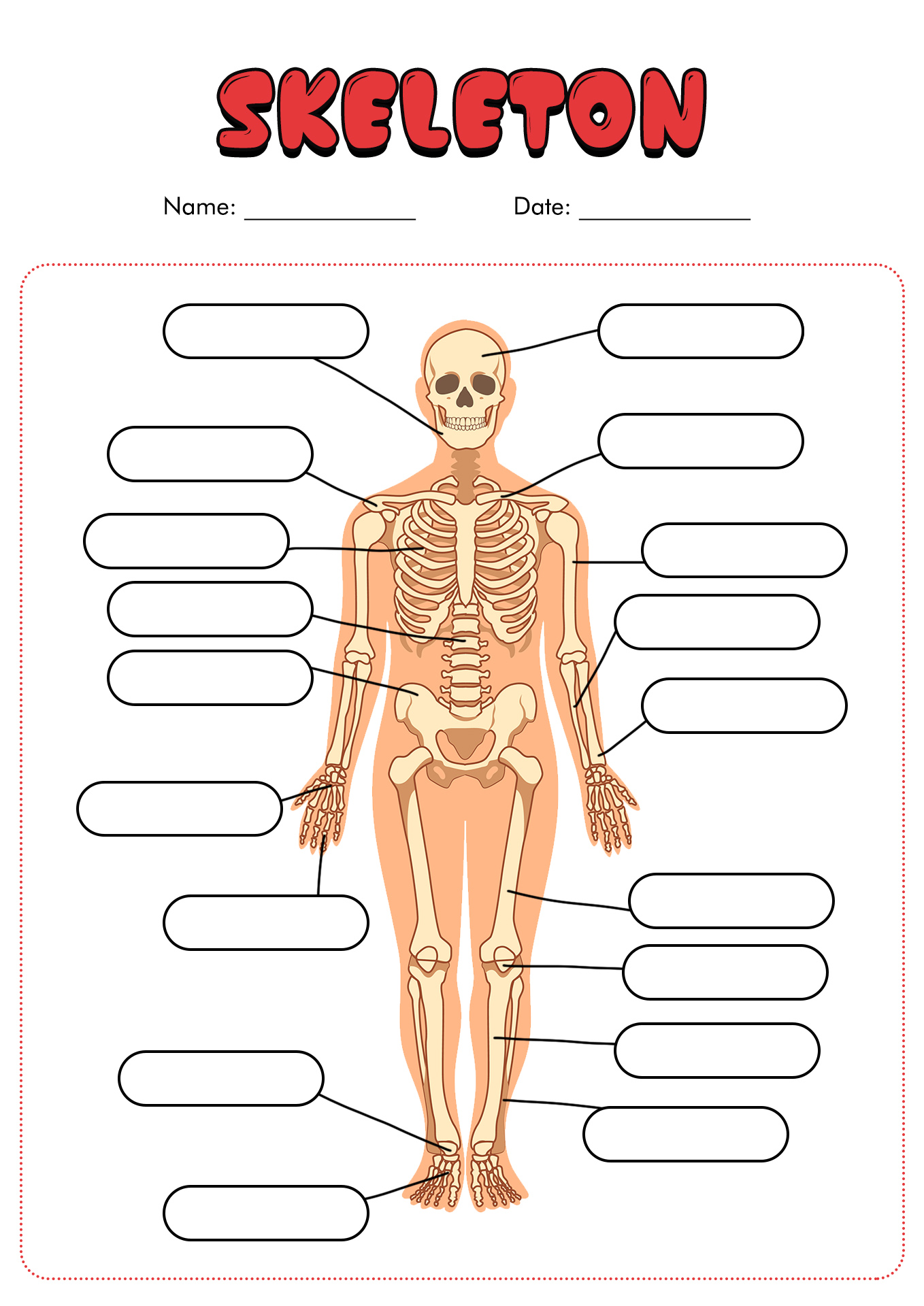 Printable Skeleton Labeling Worksheet 22