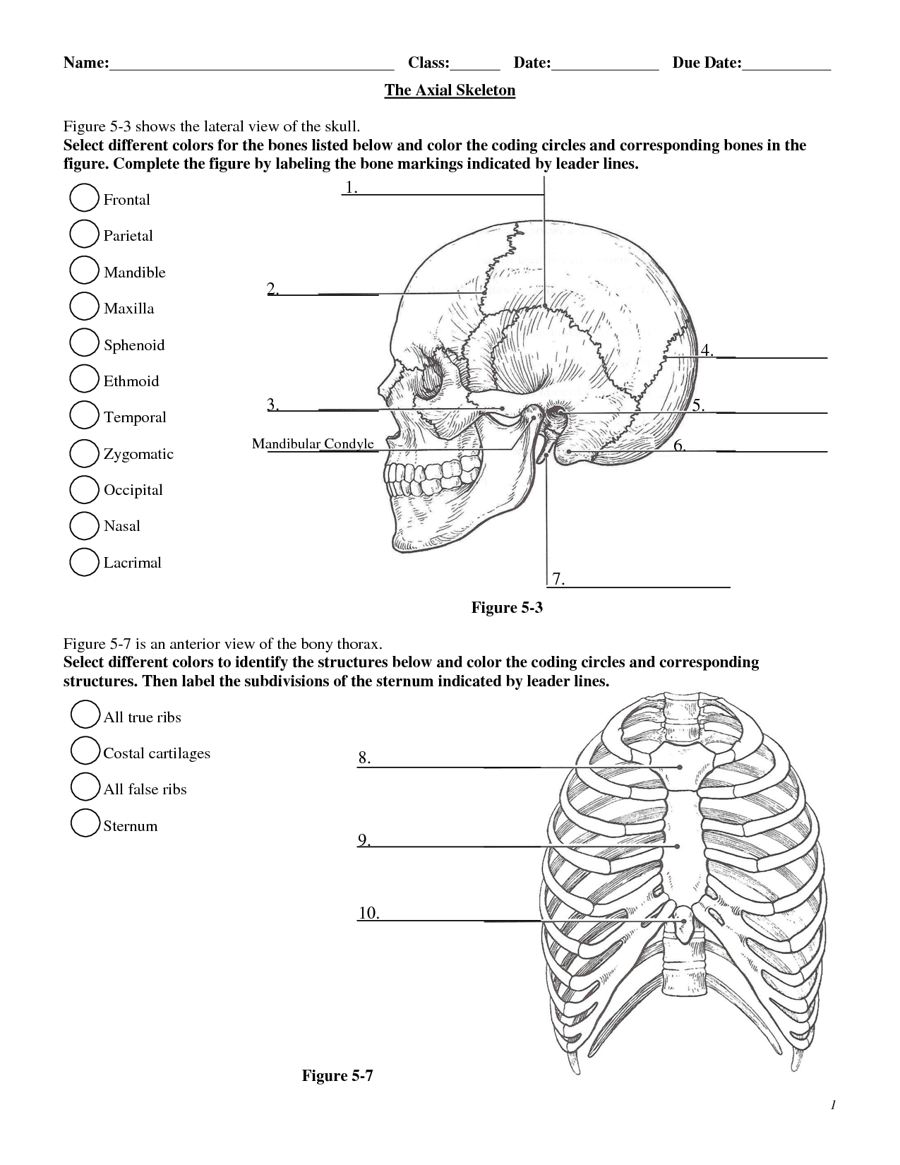 Printable Skeleton Labeling Worksheet 23