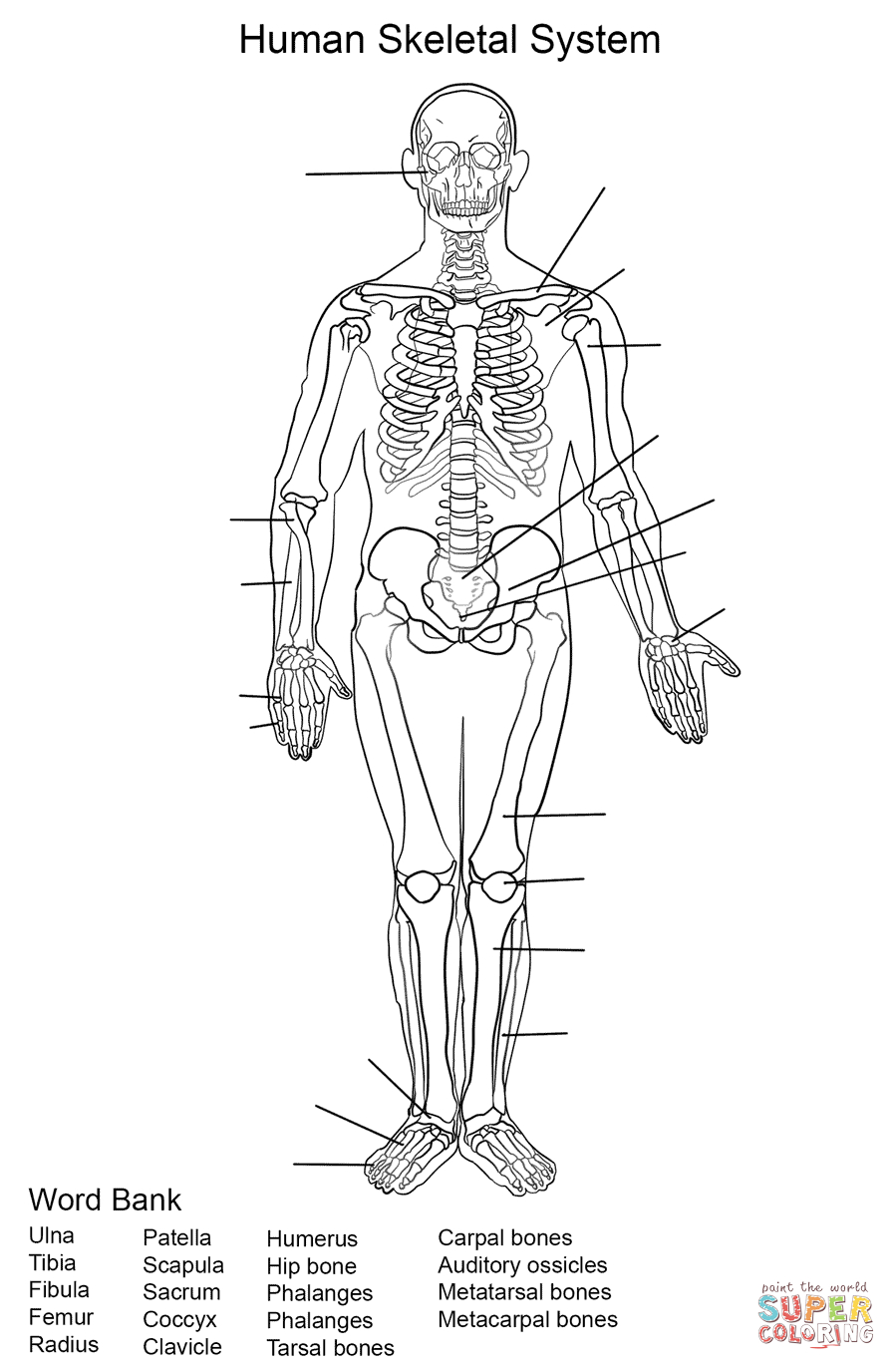 Printable Skeleton Labeling Worksheet 27