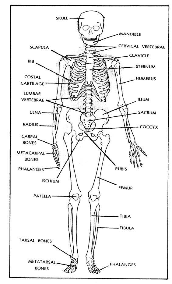 Printable Skeleton Labeling Worksheet 28