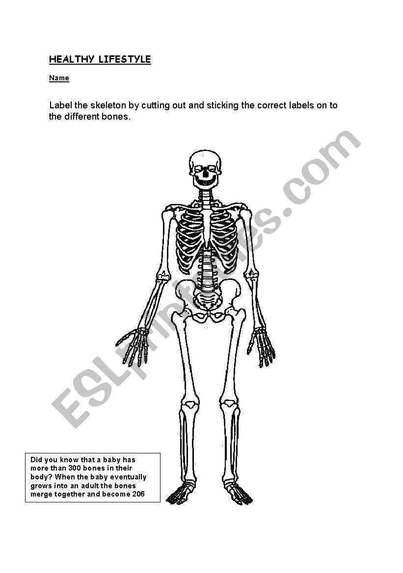 Printable Skeleton Labeling Worksheet 29