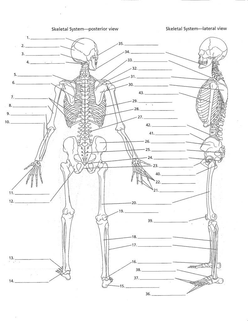 Printable Skeleton Labeling Worksheet 30