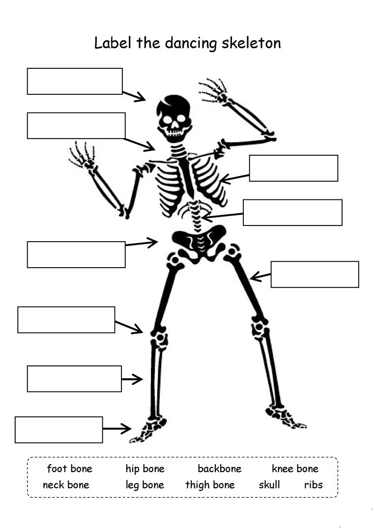 Printable Skeleton Labeling Worksheet 31