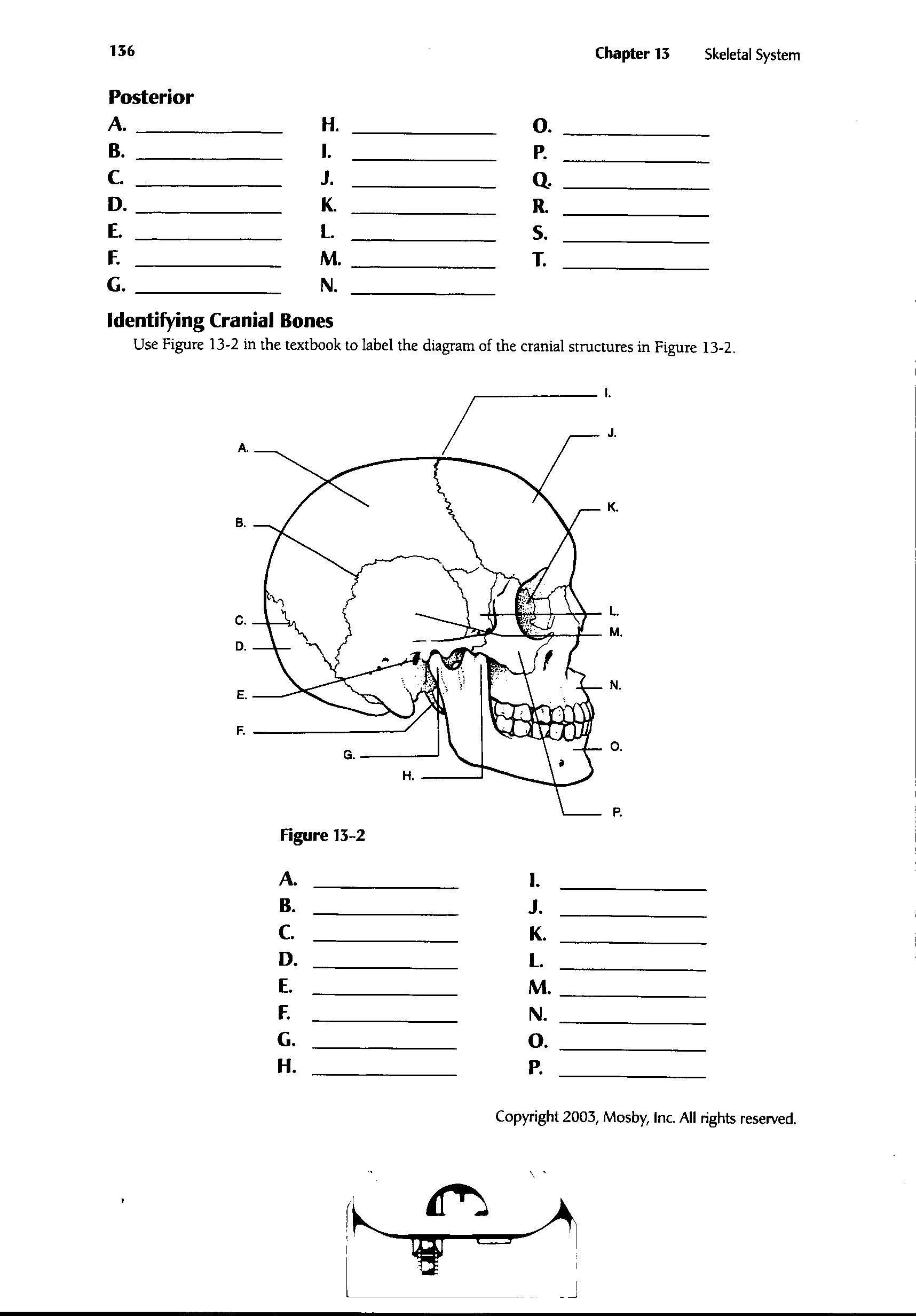 Printable Skeleton Labeling Worksheet 33