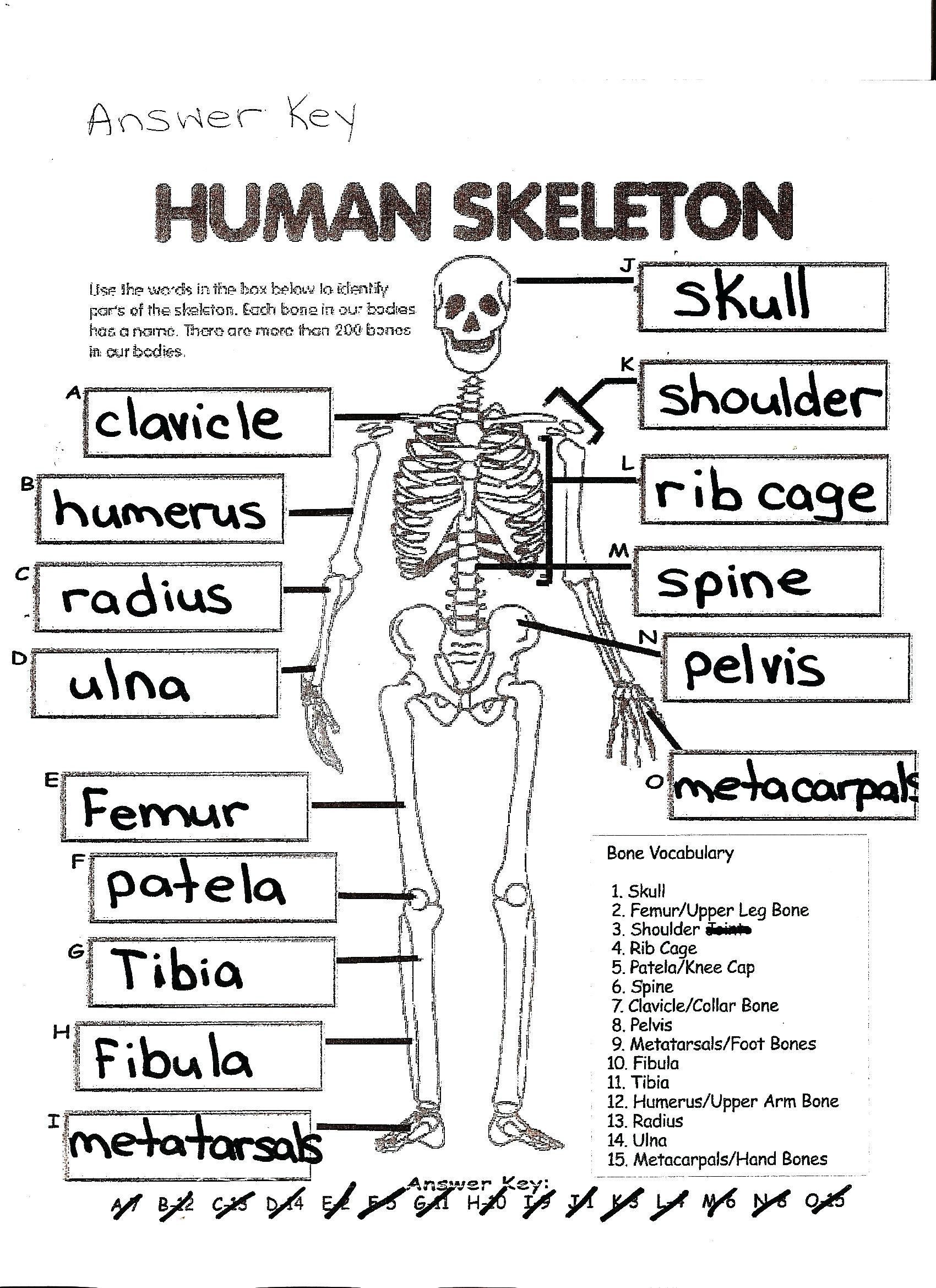 Printable Skeleton Labeling Worksheet 34