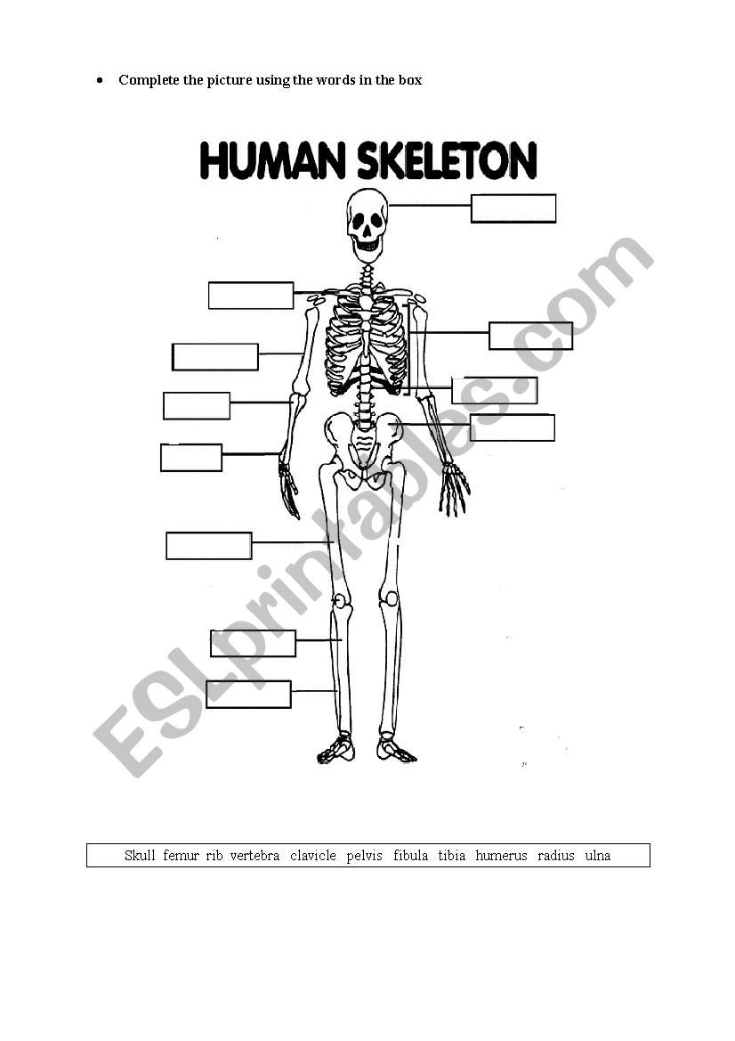 Printable Skeleton Labeling Worksheet 35