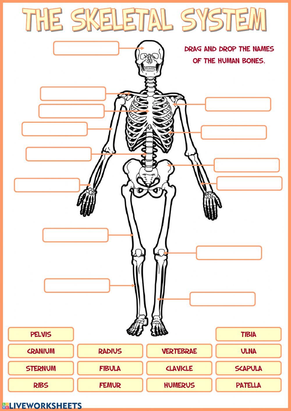 Printable Skeleton Labeling Worksheet 37