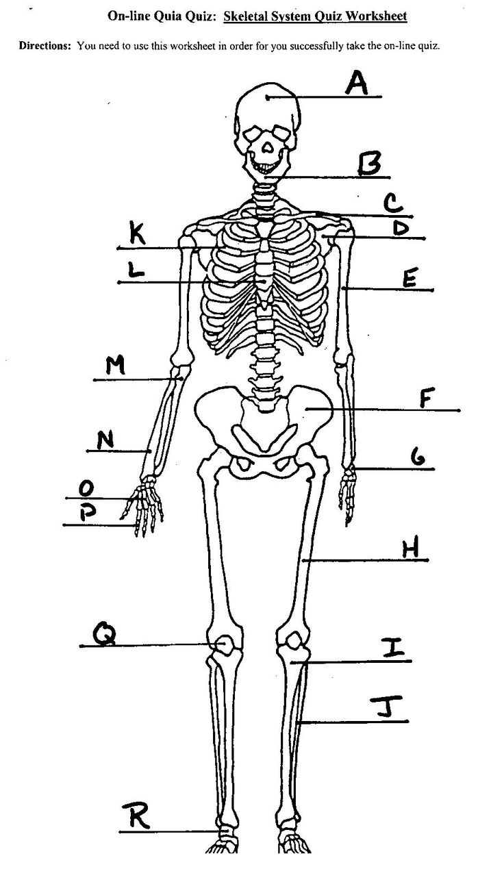 Printable Skeleton Labeling Worksheet 40