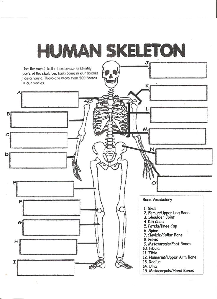 Printable Skeleton Labeling Worksheet 41