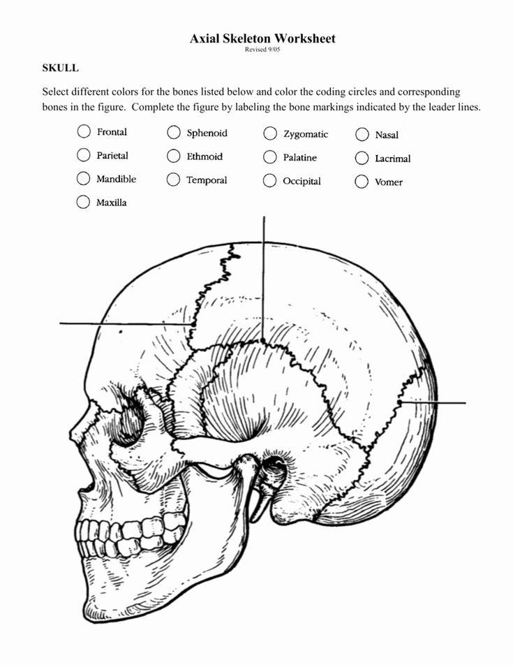 Printable Skeleton Labeling Worksheet 42