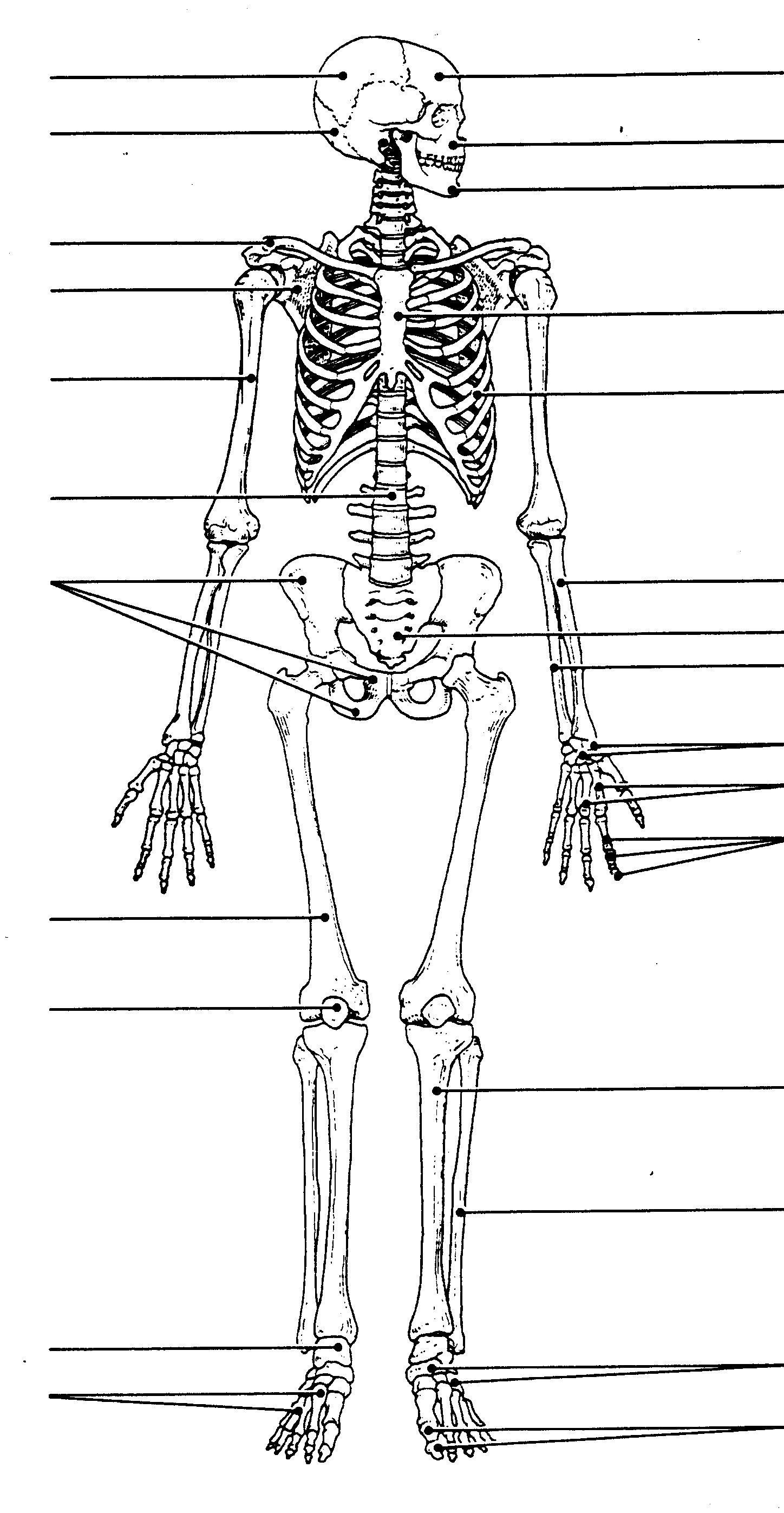 Printable Skeleton Labeling Worksheet 46