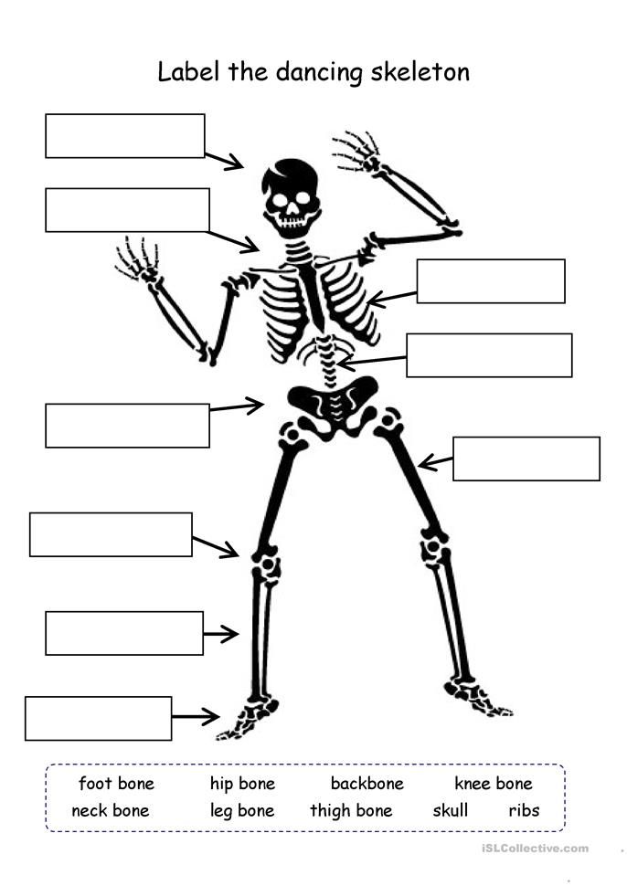 Printable Skeleton Labeling Worksheet 49