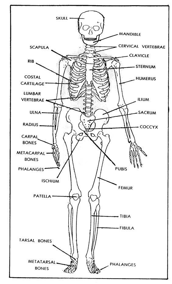 Printable Skeleton Labeling Worksheet 50