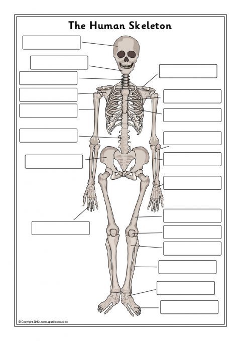 Printable Skeleton Labeling Worksheet 51