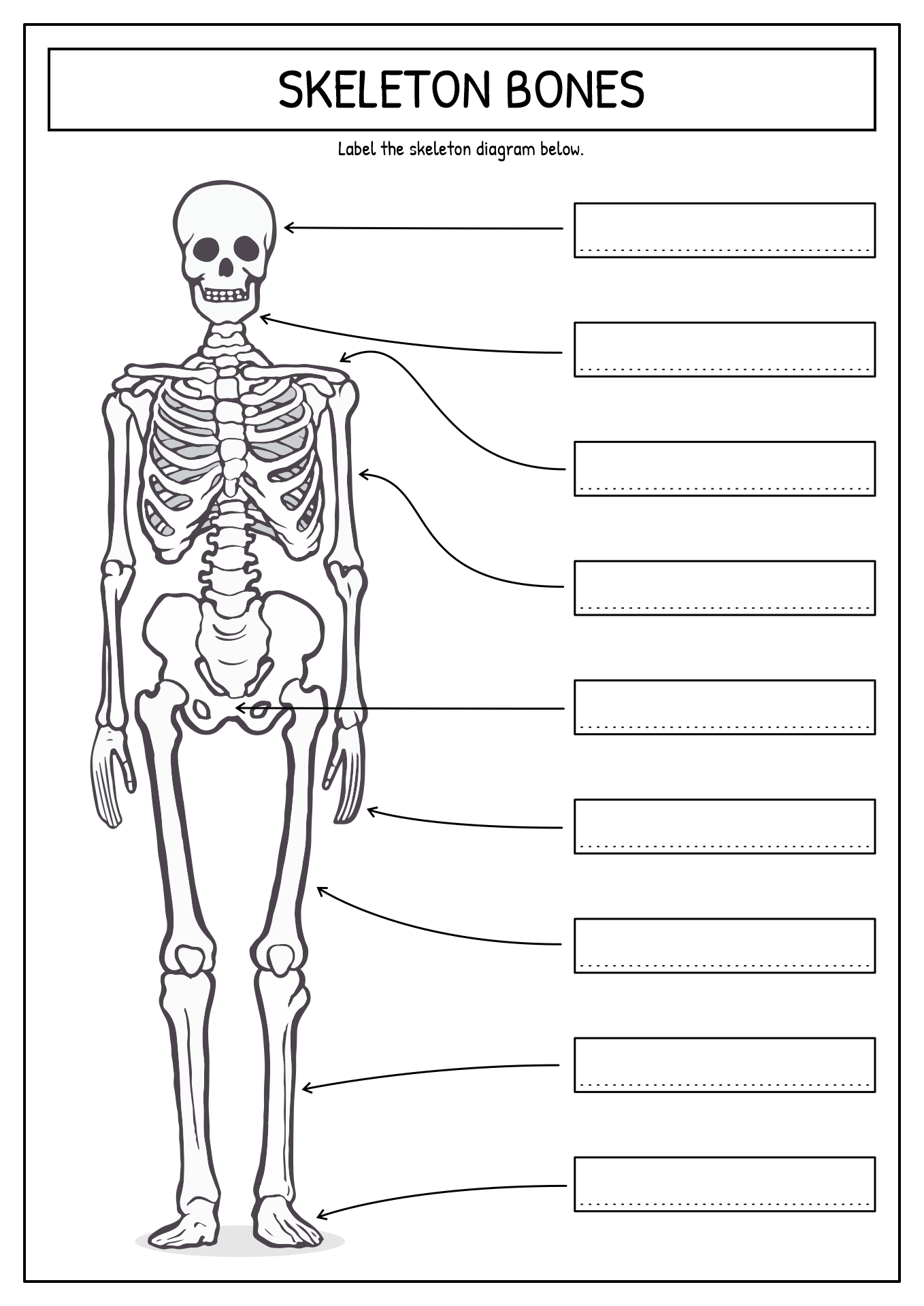 Printable Skeleton Labeling Worksheet 52