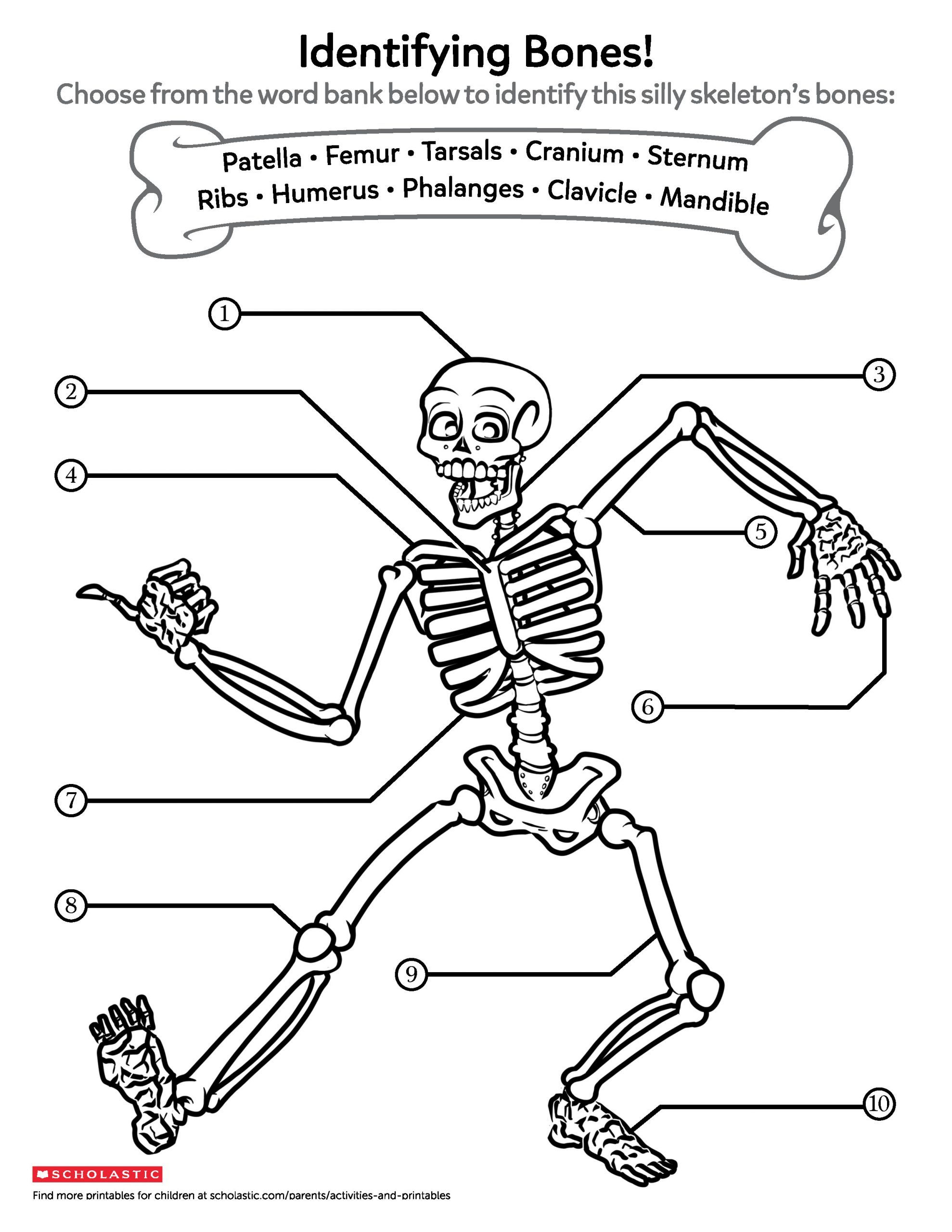 Printable Skeleton Labeling Worksheet 53