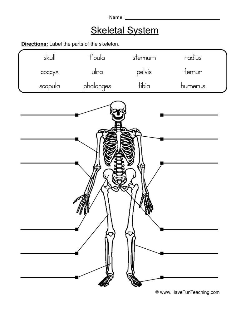 Printable Skeleton Labeling Worksheet 54