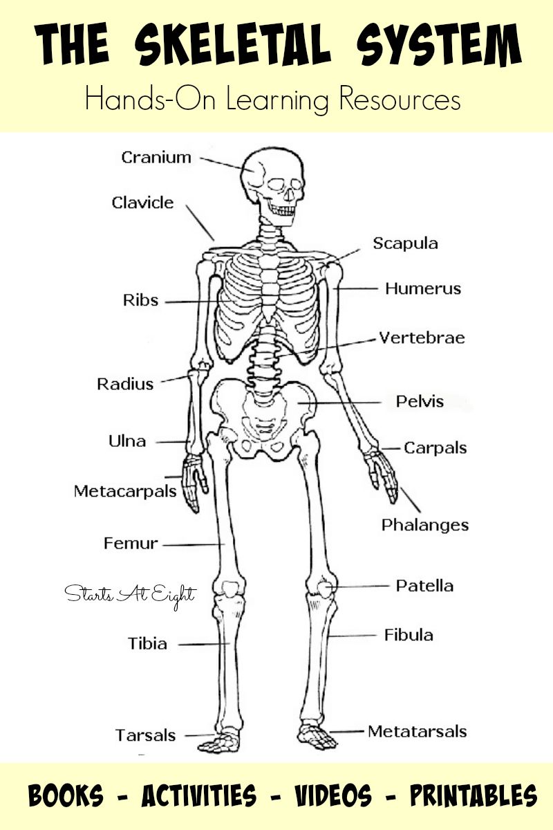 Printable Skeleton Labeling Worksheet 57