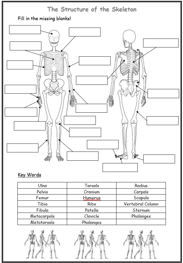 Printable Skeleton Labeling Worksheet 62