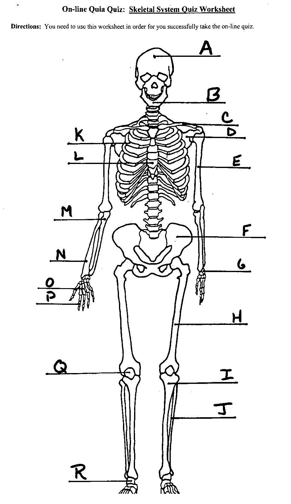 Printable Skeleton Labeling Worksheet 63