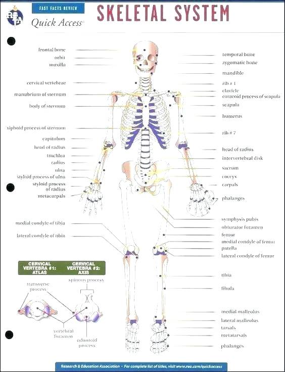 Printable Skeleton Labeling Worksheet 64