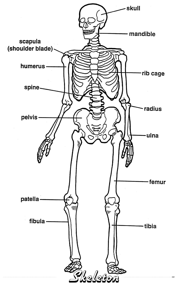 Printable Skeleton Labeling Worksheet 65