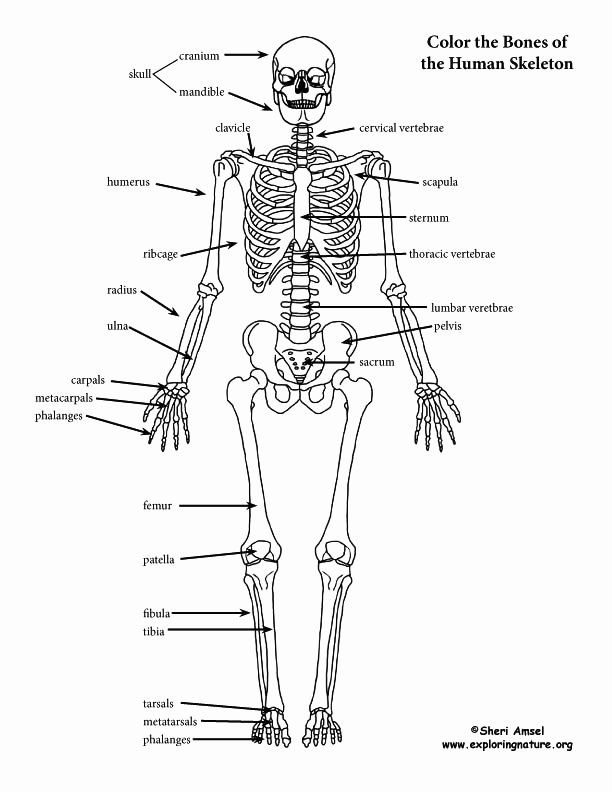 Printable Skeleton Labeling Worksheet 68