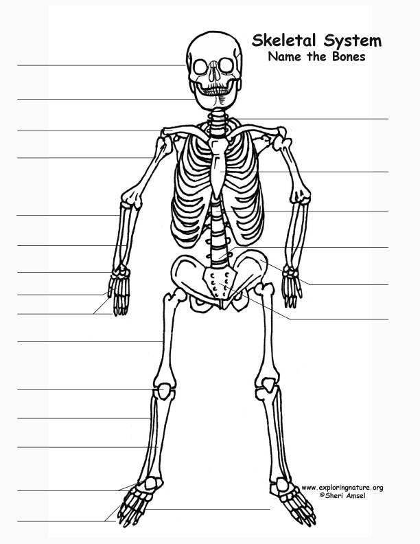 Printable Skeleton Labeling Worksheet 8