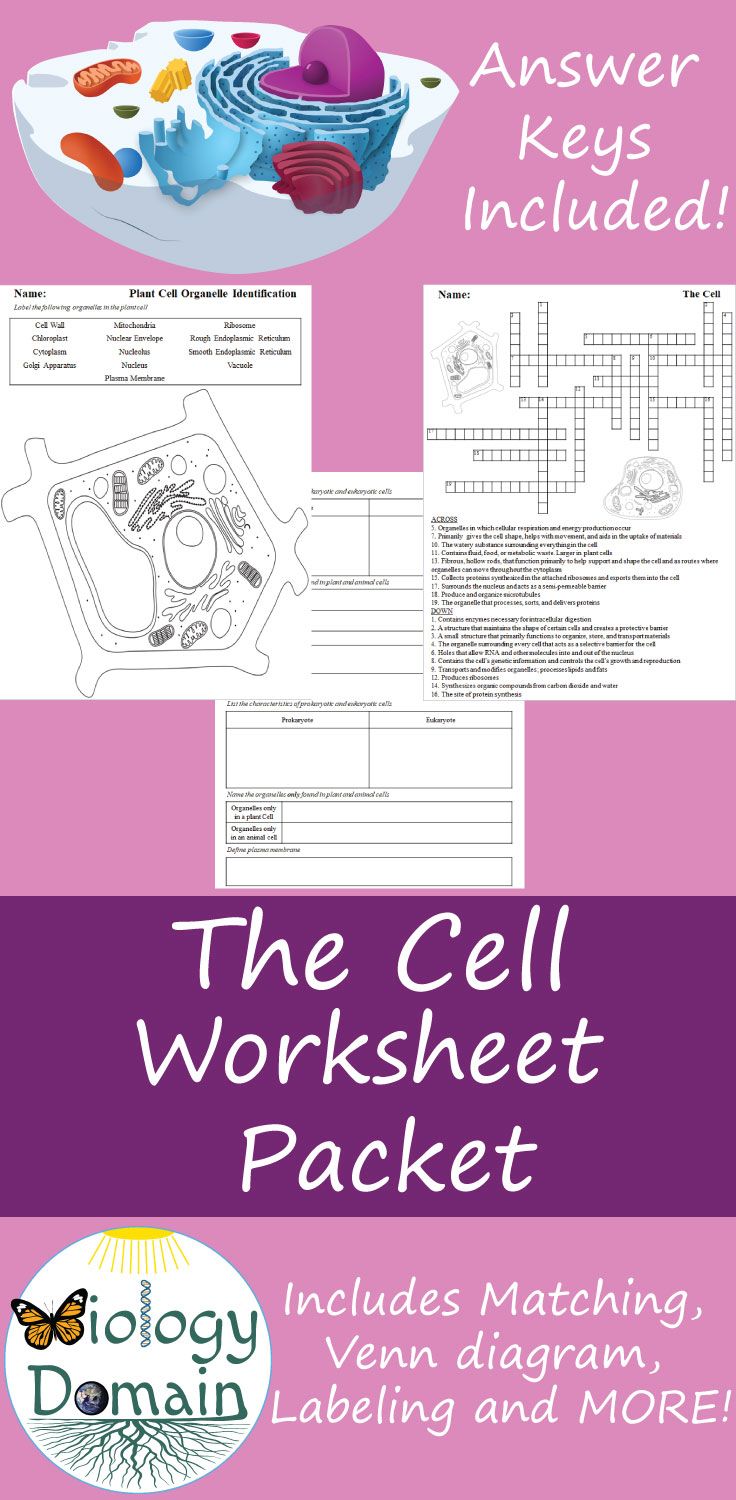 50 The Cell Theory Worksheet 10