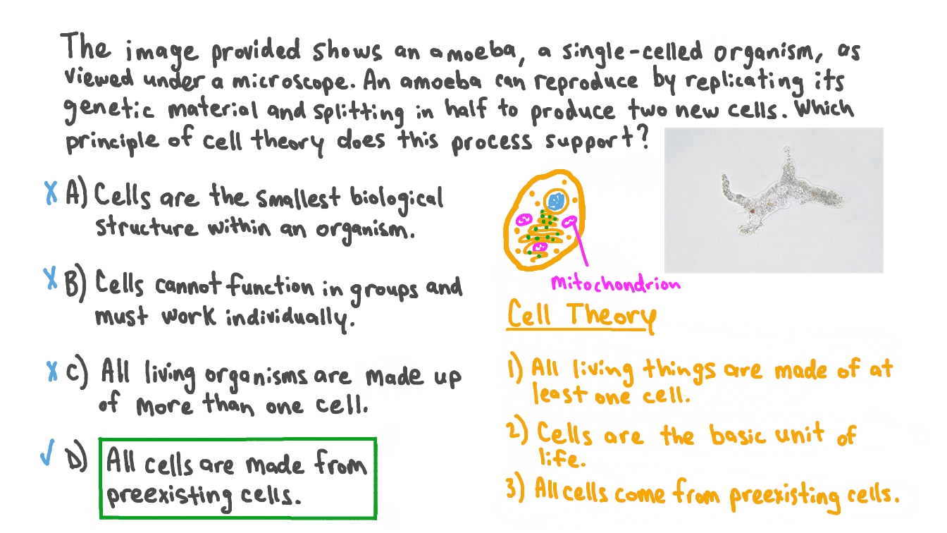 50 The Cell Theory Worksheet 17