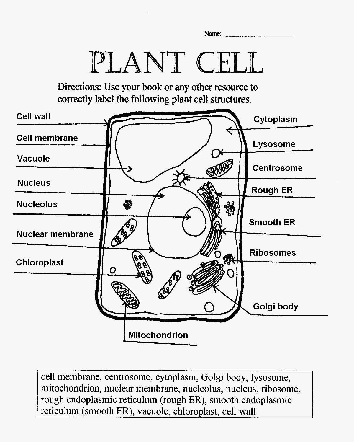 50 The Cell Theory Worksheet 20