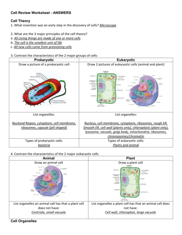 50 The Cell Theory Worksheet 23