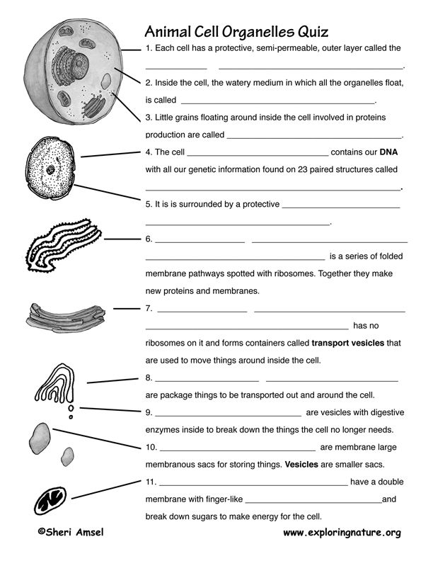 50 The Cell Theory Worksheet 24