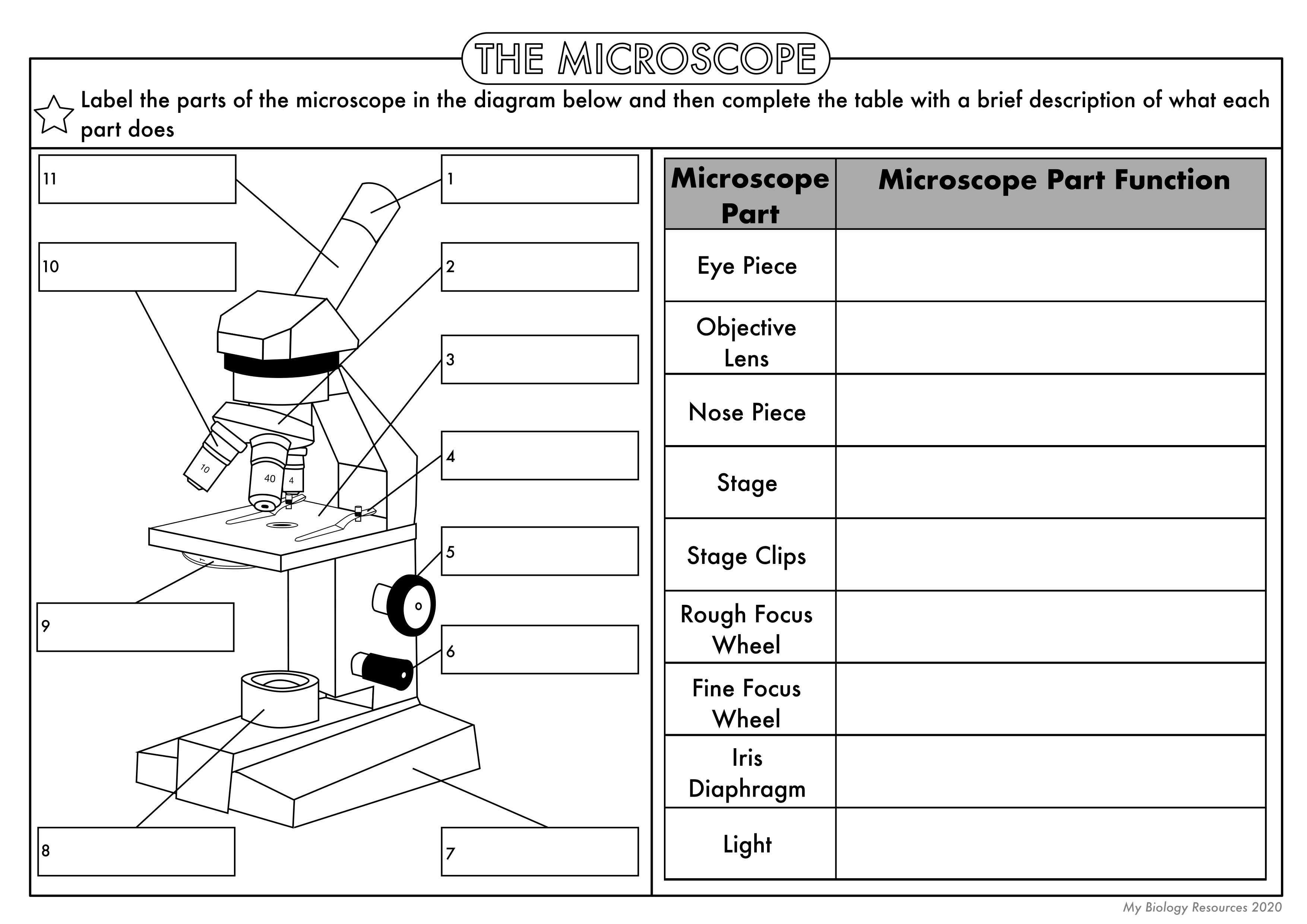 50 The Cell Theory Worksheet 43