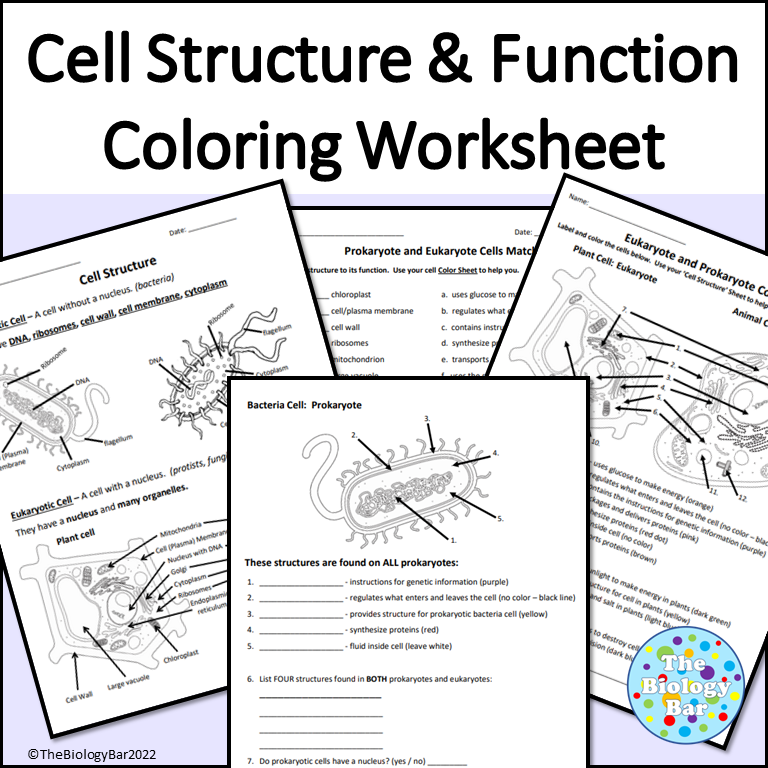 50 The Cell Theory Worksheet 44