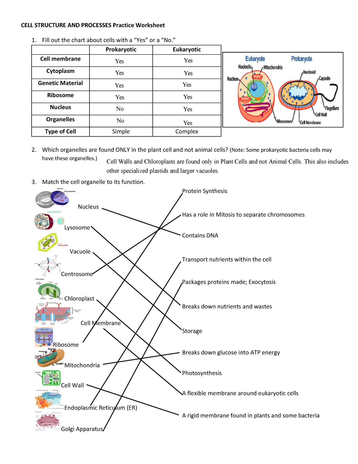 50 The Cell Theory Worksheet 46