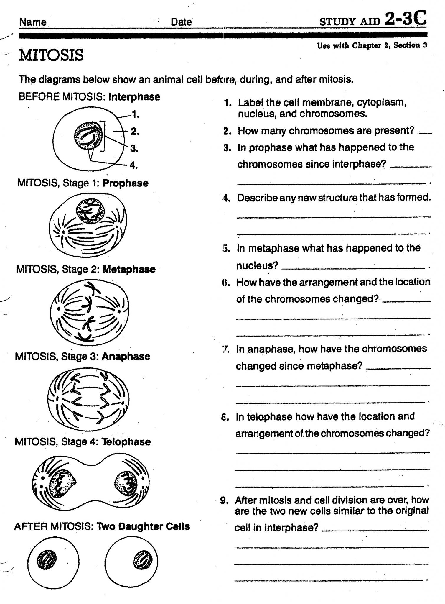 50 The Cell Theory Worksheet 47