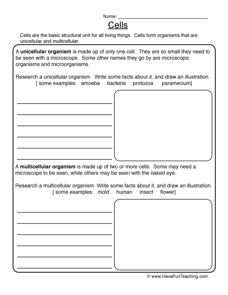 50 The Cell Theory Worksheet 56