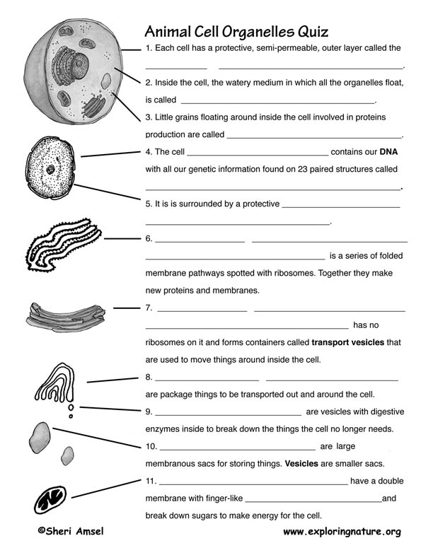 50 The Cell Theory Worksheet 59