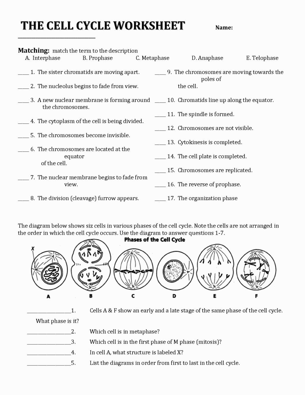 50 The Cell Theory Worksheet 61