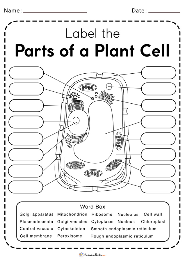 63 Label Plant Cell Worksheets 1