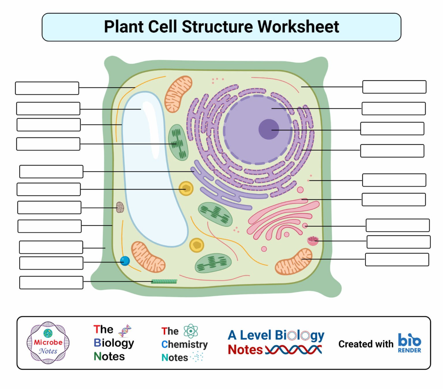 63 Label Plant Cell Worksheets 11