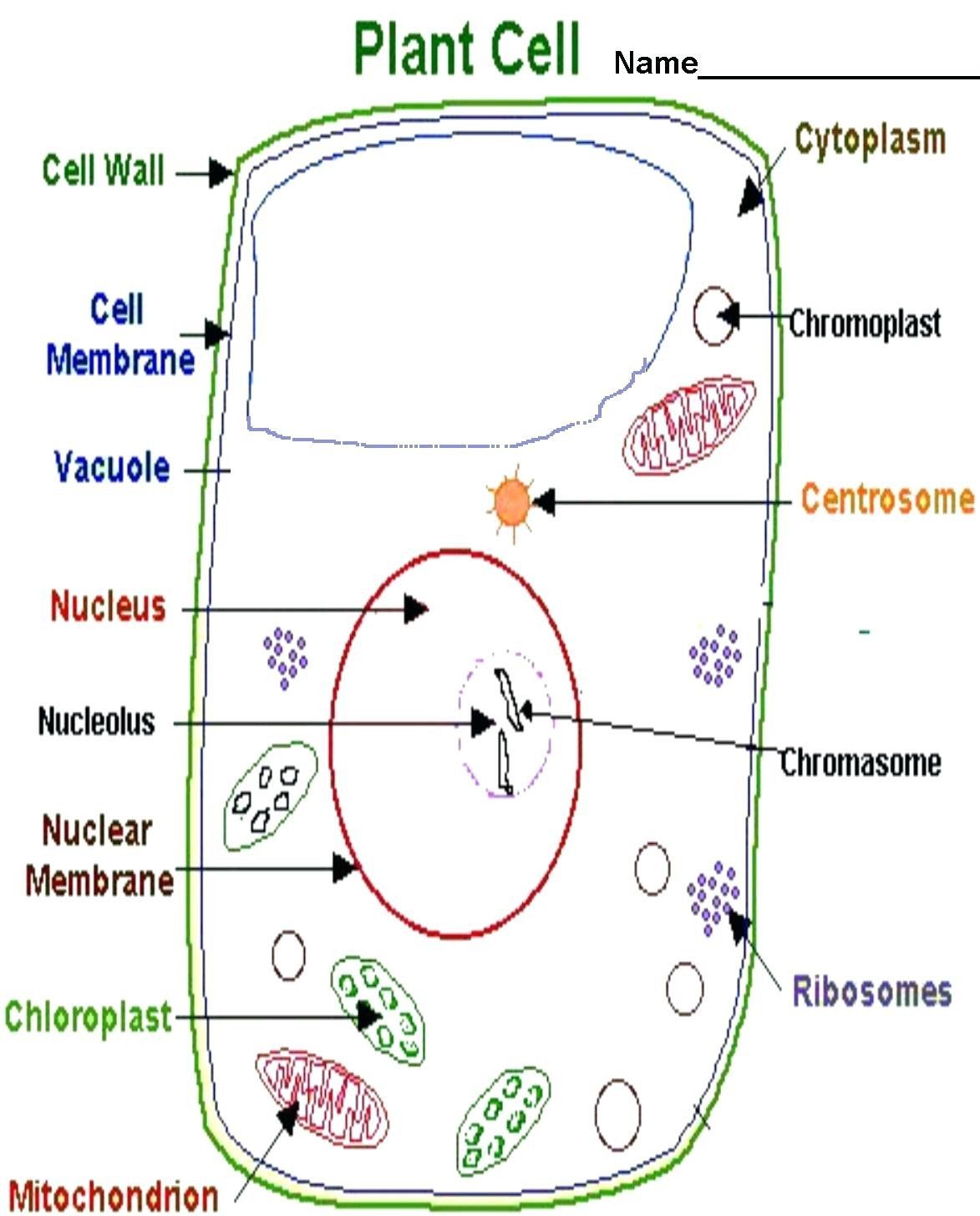 63 Label Plant Cell Worksheets 13