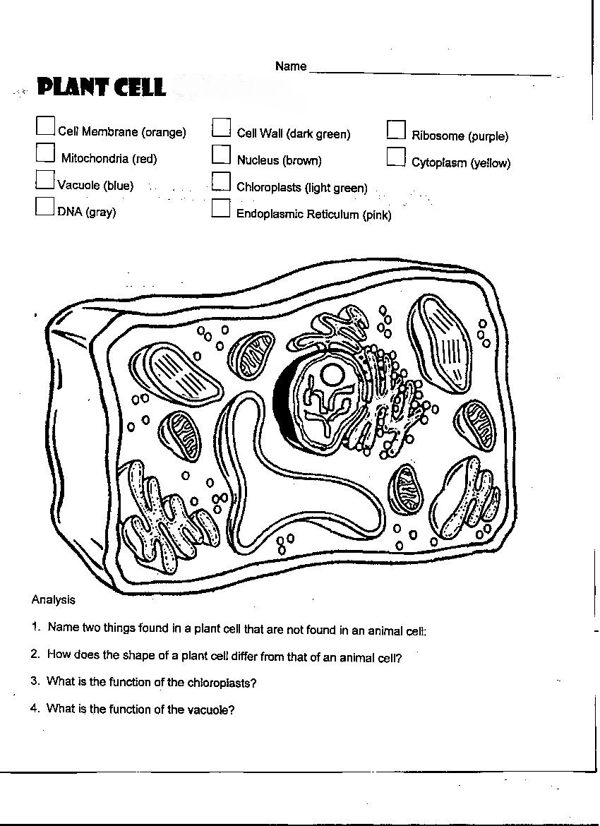 63 Label Plant Cell Worksheets 16