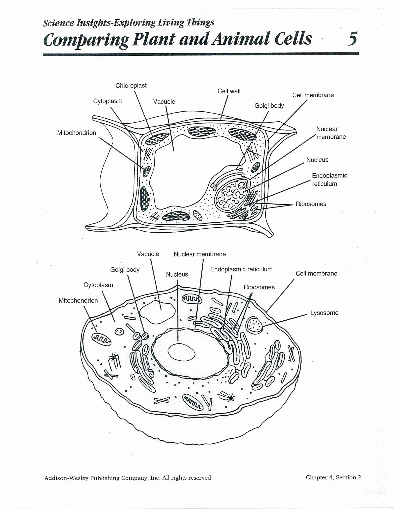 63 Label Plant Cell Worksheets 19