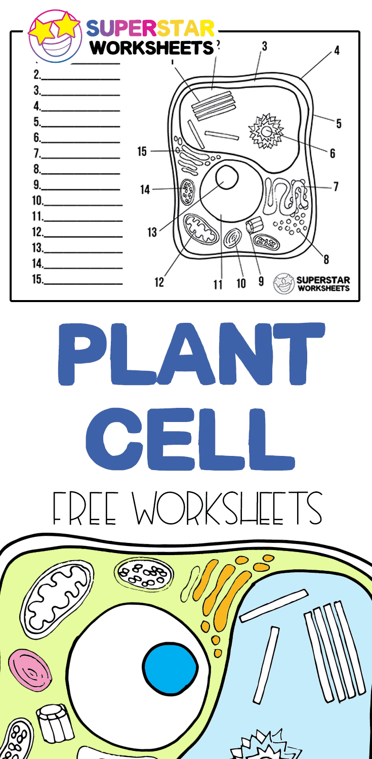 63 Label Plant Cell Worksheets 21