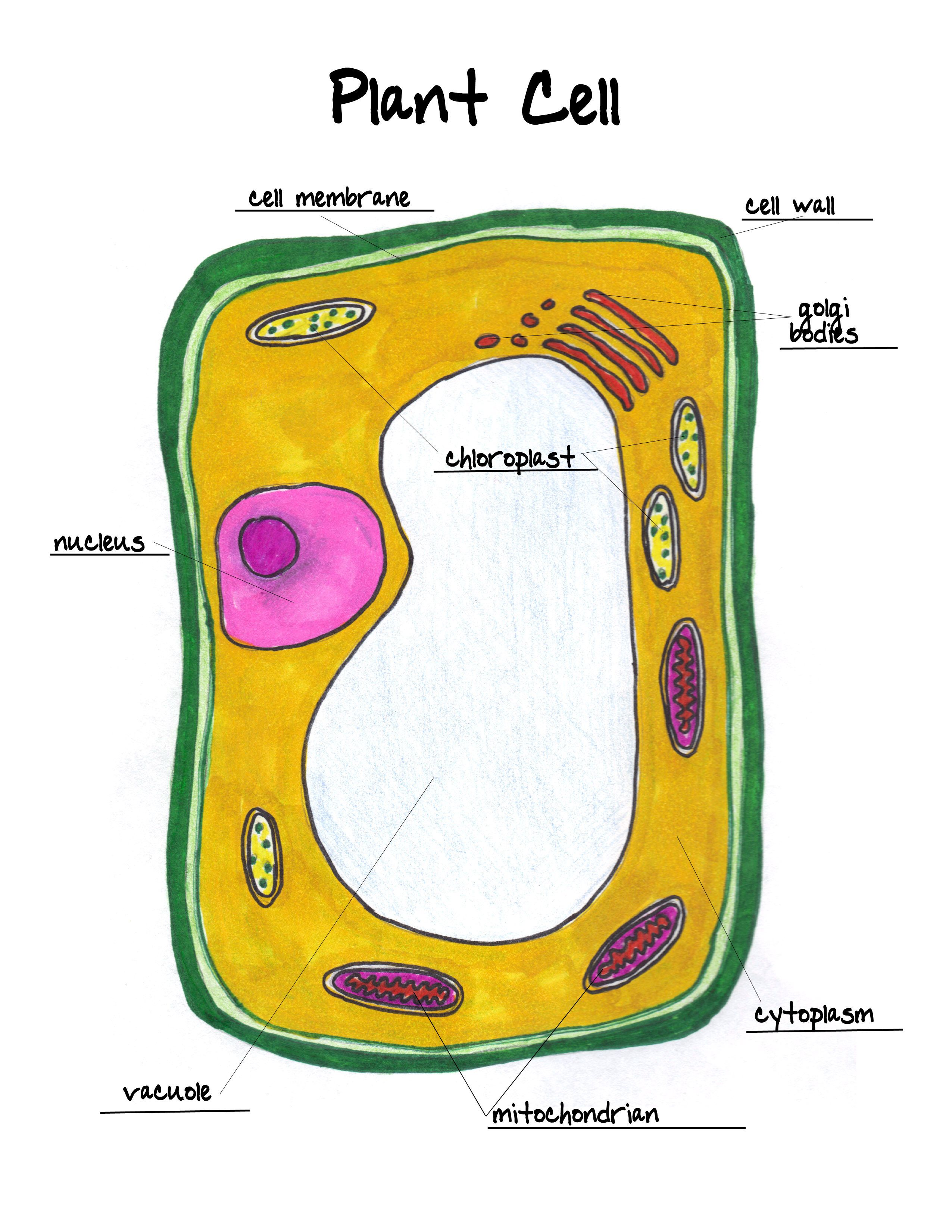 63 Label Plant Cell Worksheets 22