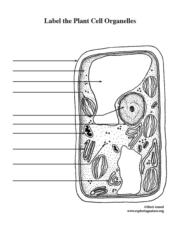 63 Label Plant Cell Worksheets 24